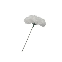Clavel Blanco