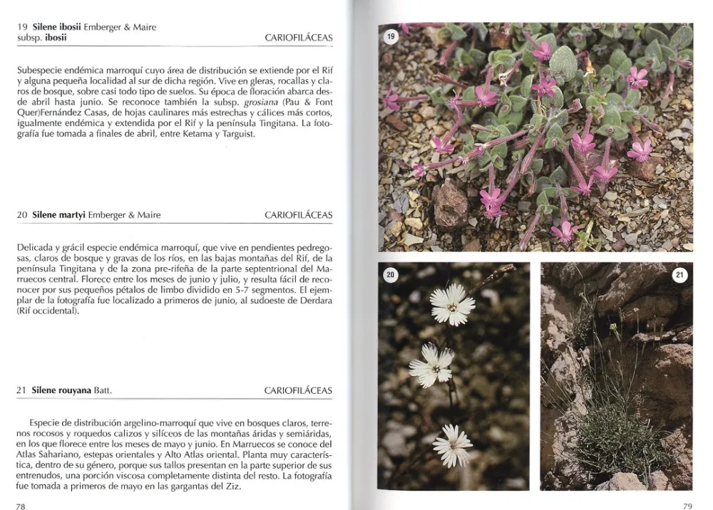 Online Jolube Editorial y Librería Flora selecta marroquí