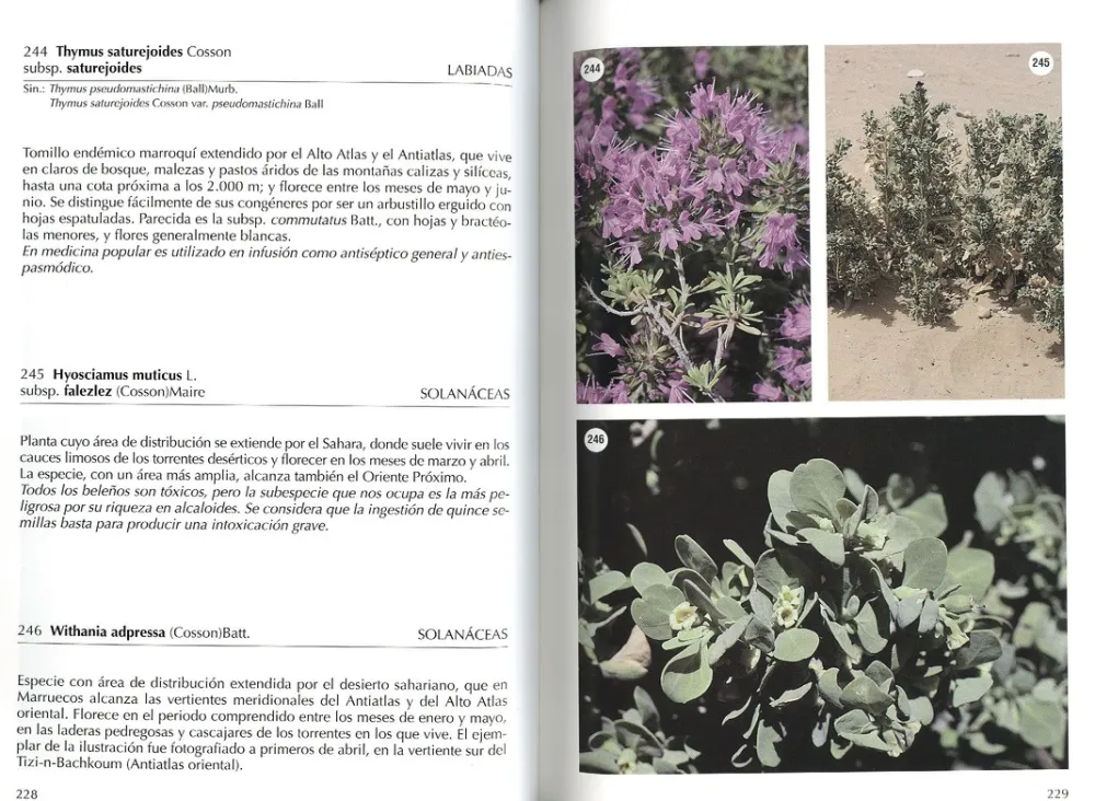 Online Jolube Editorial y Librería Flora selecta marroquí