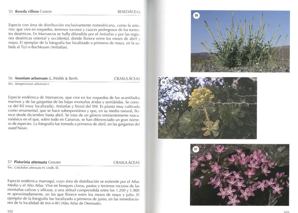 Online Jolube Editorial y Librería Flora selecta marroquí