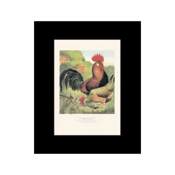 New Grafiche Tassotti Lámina decorativa Tassotti Gallos
