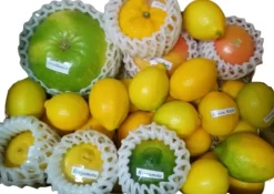 Hot Citrus & Life Pack de Cítricos Exóticos