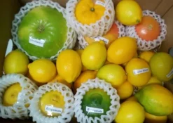 Hot Citrus & Life Pack de Cítricos Exóticos