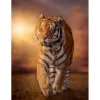 Puzzle 1500 piezas Tigre caminando por la Sabana